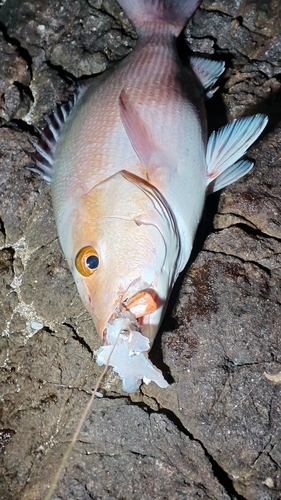 バラフエダイの釣果