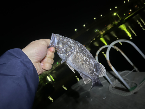 クロソイの釣果