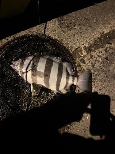 イシダイの釣果