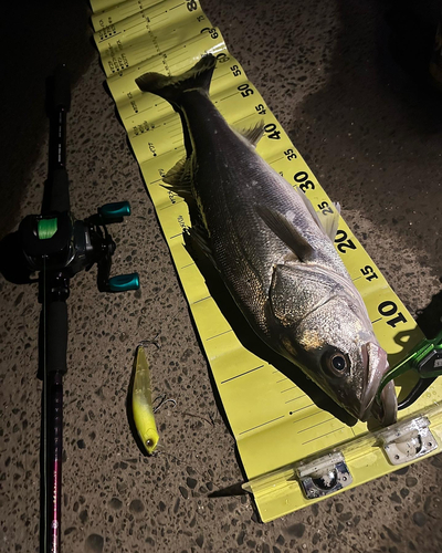 シーバスの釣果