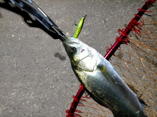 シーバスの釣果