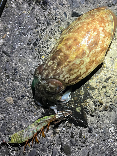 コウイカの釣果