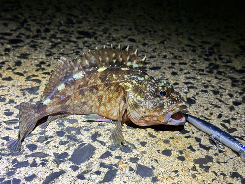 カサゴの釣果