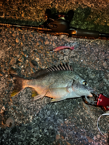 チヌの釣果