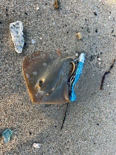 アカエイの釣果