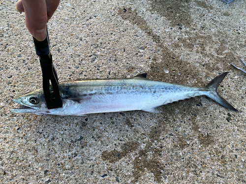 サゴシの釣果