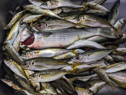 釣果