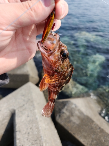 カサゴの釣果