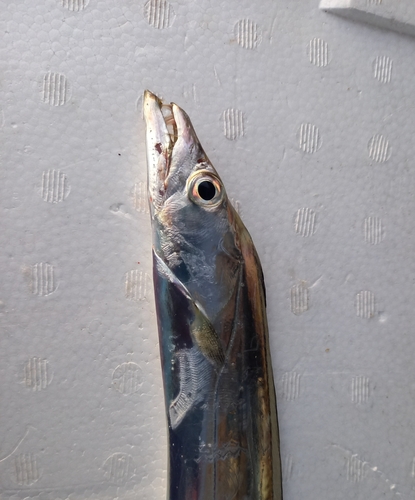 タチウオの釣果