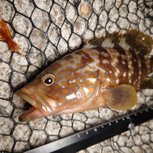 キジハタの釣果