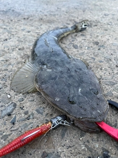 マゴチの釣果