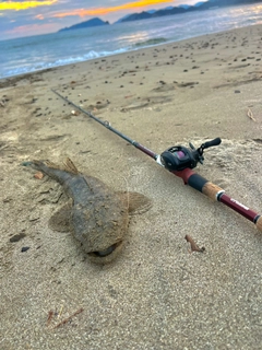 マゴチの釣果