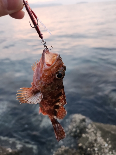 カサゴの釣果