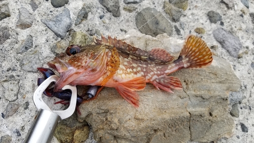 カサゴの釣果