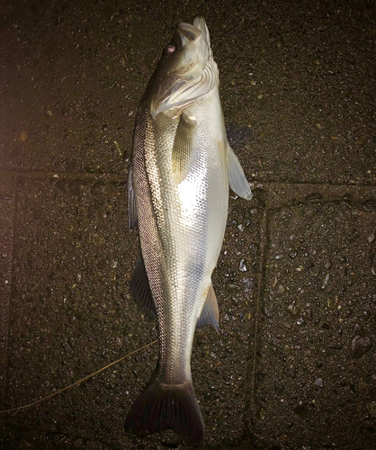 シーバスの釣果