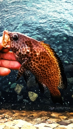 オオモンハタの釣果