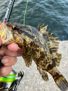 タケノコメバルの釣果