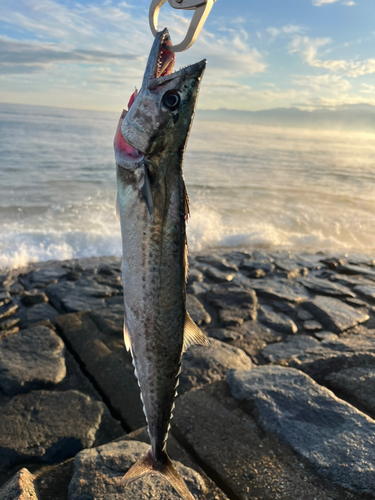 サゴシの釣果