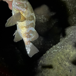 だにえる・かつあきの釣果