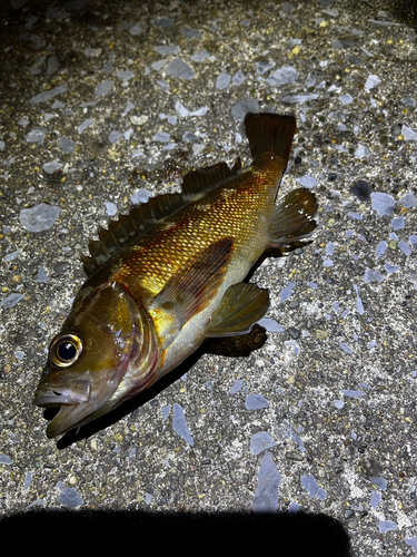 エゾメバルの釣果