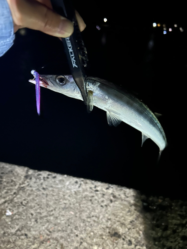 カマスの釣果