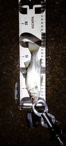 セイゴ（ヒラスズキ）の釣果