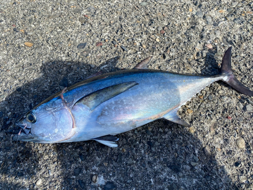 コシナガマグロの釣果