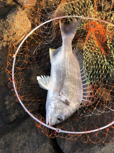 キビレの釣果