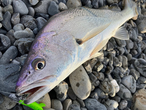 オオニベの釣果