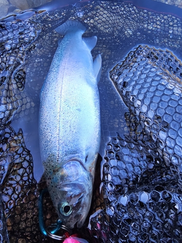 ニジマスの釣果