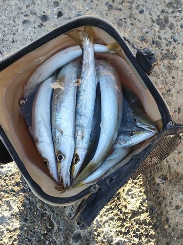 カマスの釣果