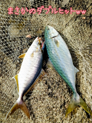 イナダの釣果