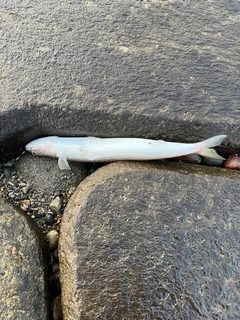 エソの釣果