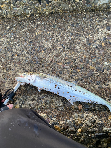 サゴシの釣果