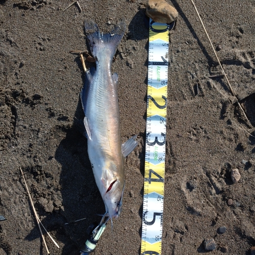 アメリカナマズの釣果