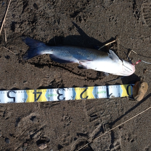 アメリカナマズの釣果