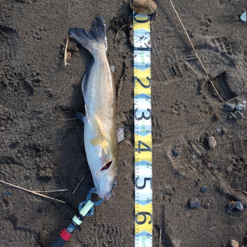 アメリカナマズの釣果