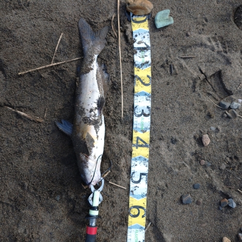 アメリカナマズの釣果