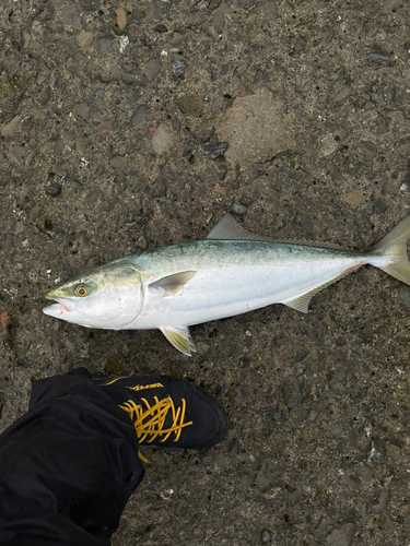 ワラサの釣果