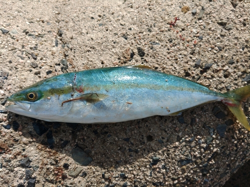 ハマチの釣果