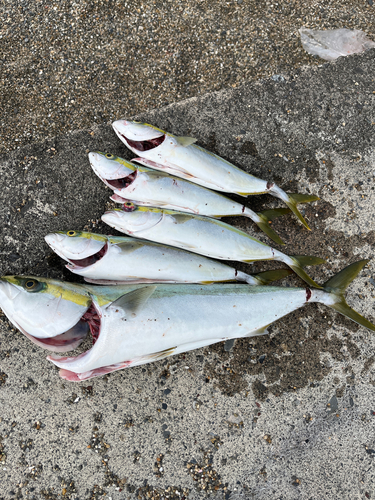 ワラサの釣果