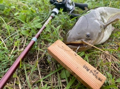 ナマズの釣果