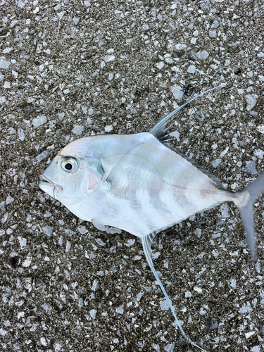 イトヒキアジの釣果