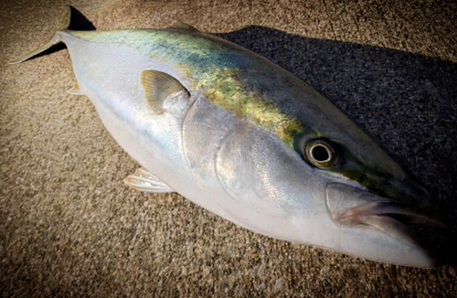 ハマチの釣果