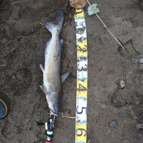 アメリカナマズの釣果