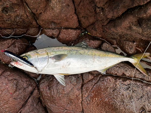 ヤズの釣果