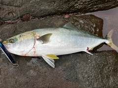 ヤズの釣果