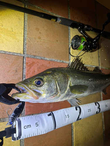 シーバスの釣果