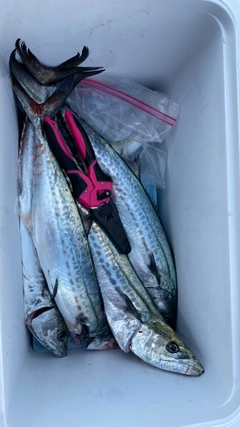 サゴシの釣果