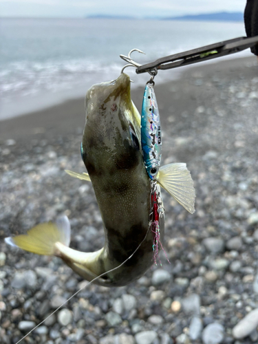 シロサバフグの釣果